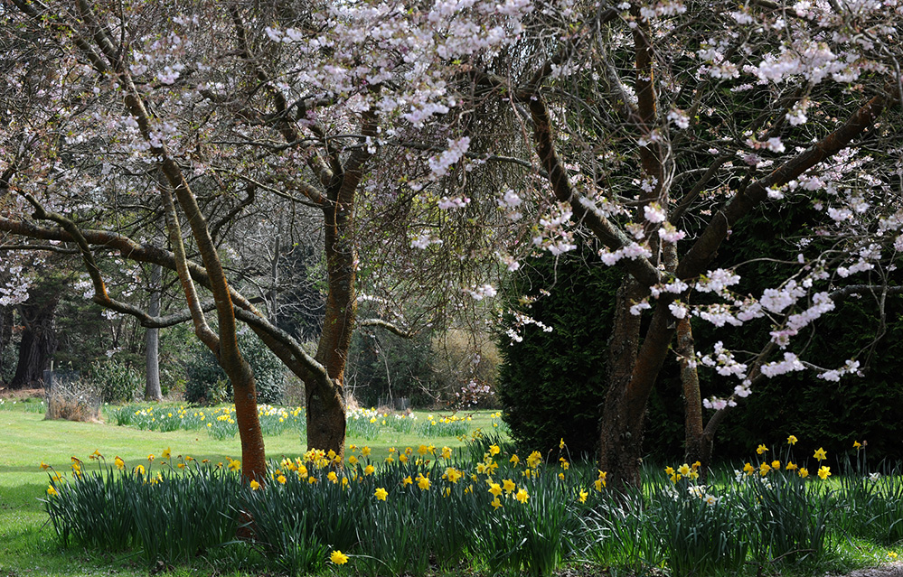 Exbury Gardens New Forest Blossom and Daffodils 1